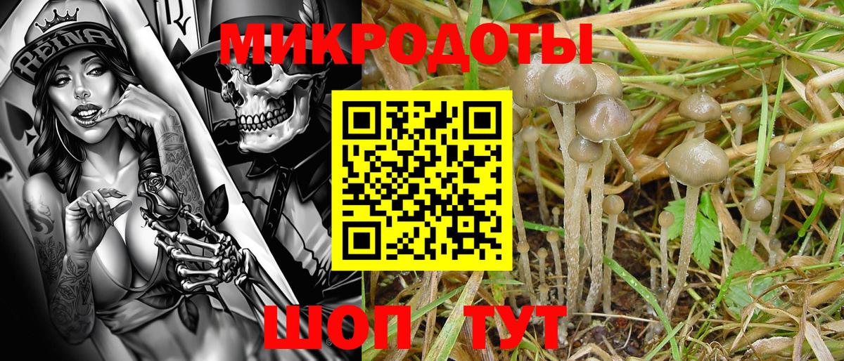 Галлюциногенные грибы Psilocybe Мурманск